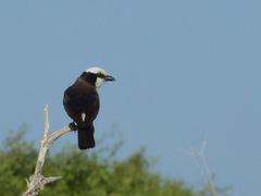 Eurocephalus ruppelli
