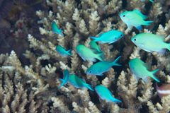Chromis atripectoralis