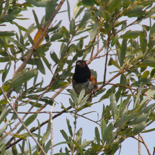 iNaturalist observation photo of Spotted Towhee