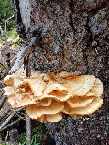 Berg-Schwefelporling