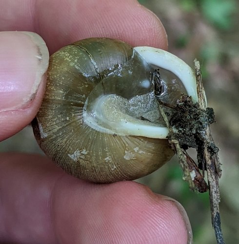 Helix dentifera, 2024-06-01