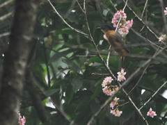 Heterophasia capistrata
