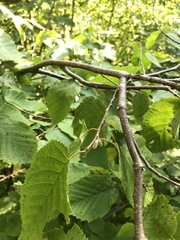 Corylus cornuta