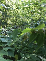 Corylus cornuta
