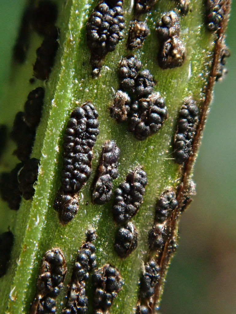 Rosenscheldia abundans