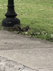 Sciurus carolinensis