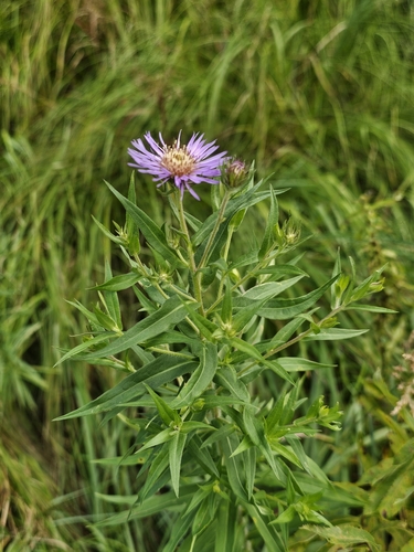 giant mountain aster (Canadanthus modestus)