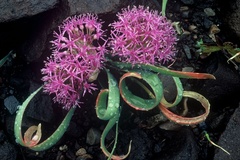 Allium platycaule