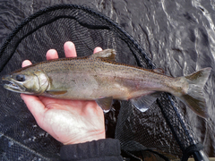 Coho Salmon photo 2
