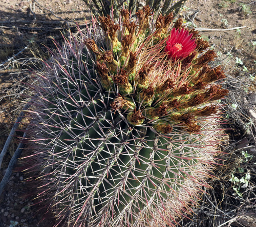 Emory's barrel cactus