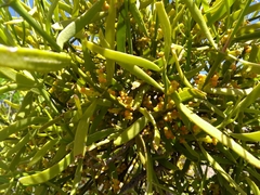 Phoradendron bolleanum