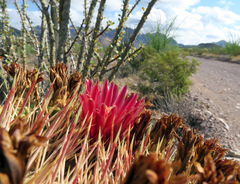 Ferocactus emoryi emoryi
