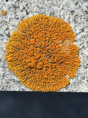 Elegant Sunburst Lichen