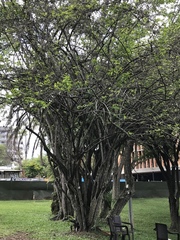 Achatocarpus nigricans