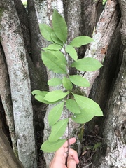 Achatocarpus nigricans