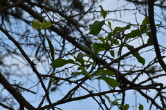 Achatocarpus nigricans