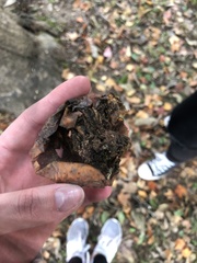 Fungi