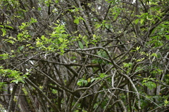 Achatocarpus nigricans