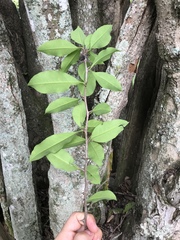 Achatocarpus nigricans