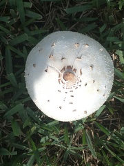 Chlorophyllum molybdites image