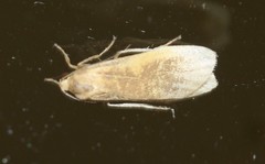 Lambula