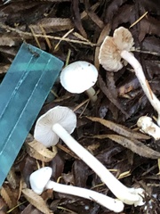 Inocybe pudica