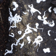 Spirobranchus lamarcki