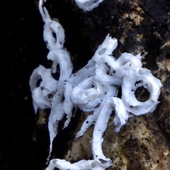 Spirobranchus lamarcki