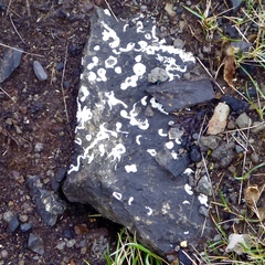 Spirobranchus lamarcki