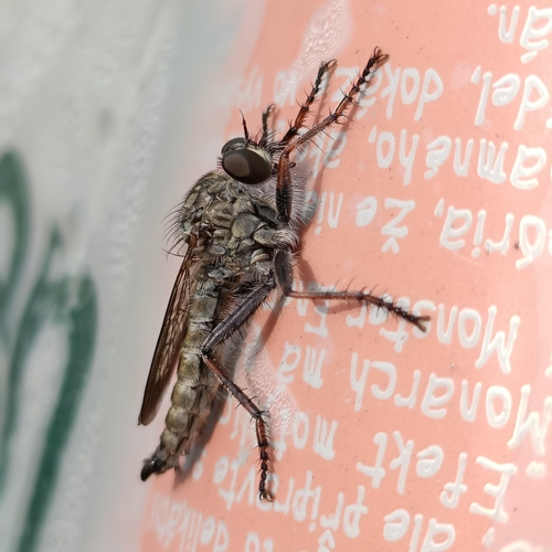 kite-tailed robberfly, 6816 VD Arnhem, Netherlands, photo 7 of 10