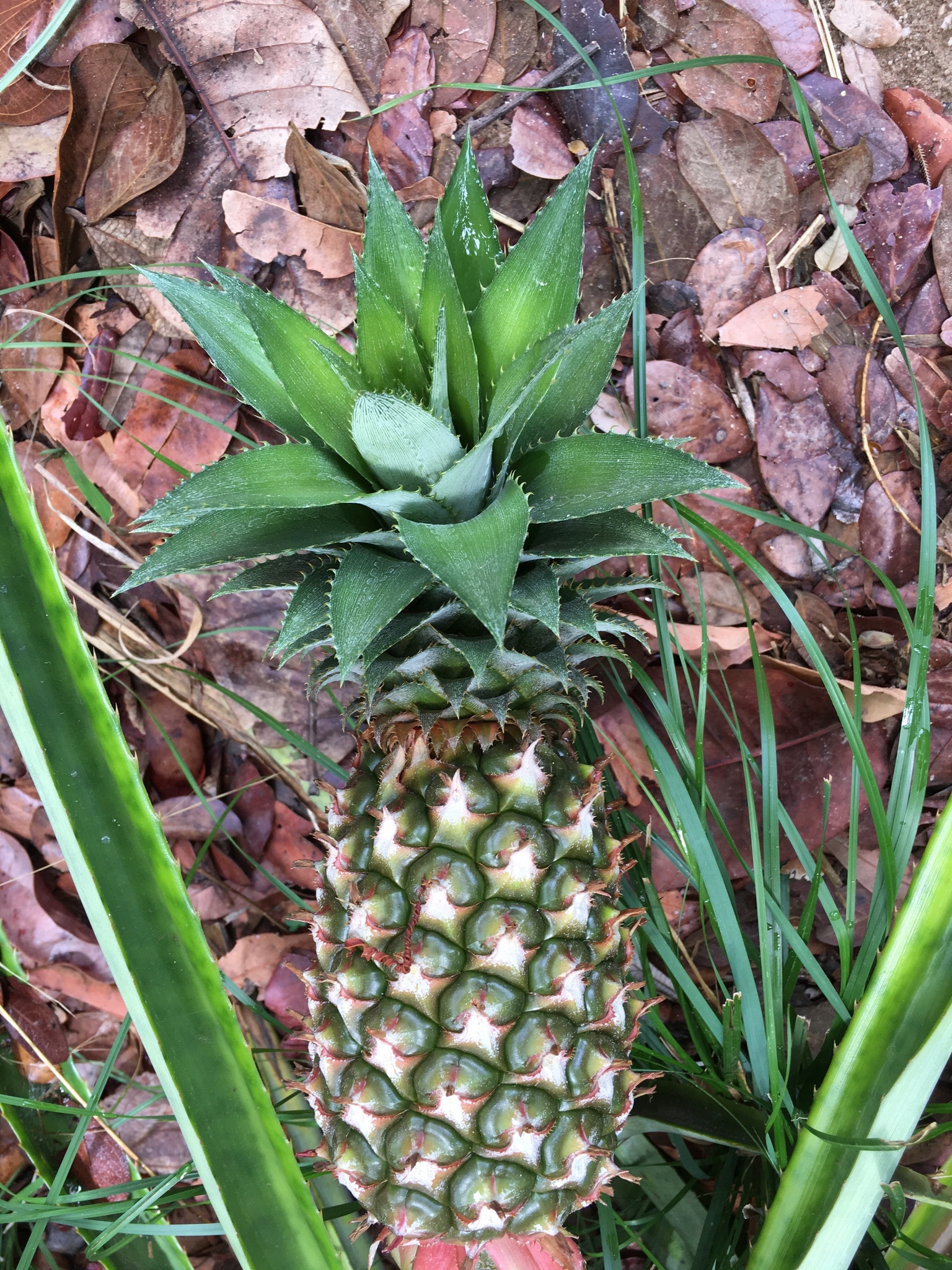 Ananas comosus