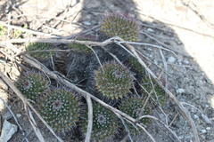 Mammillaria carnea