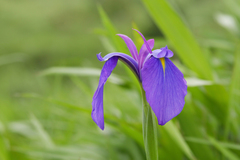Iris ensata