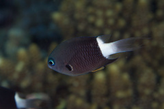 Pycnochromis margaritifer
