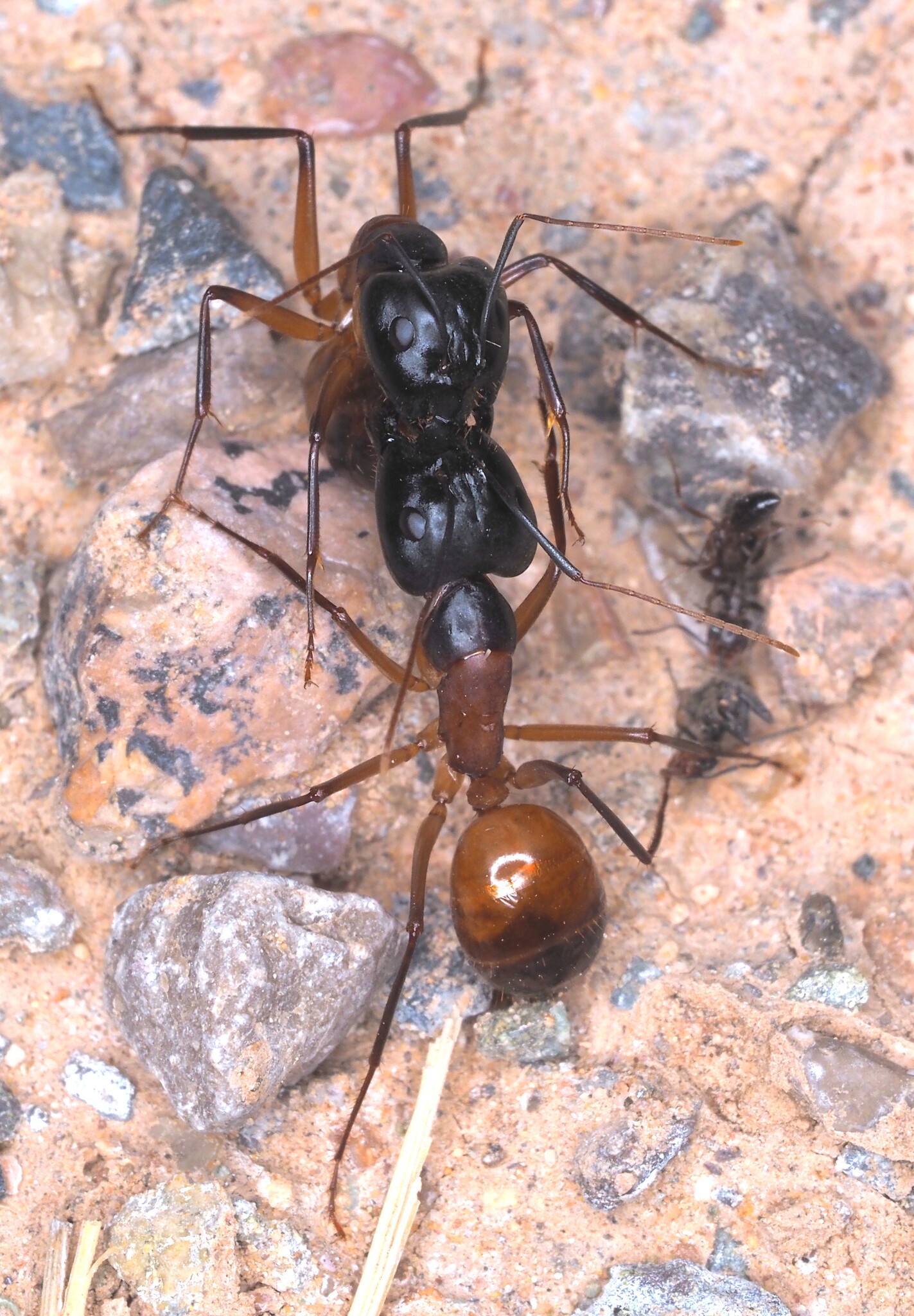 Camponotus acutirostris