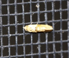 Eupoecilia acrographa