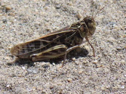 Haldeman's Grasshopper photo 4