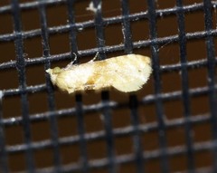 Eupoecilia acrographa