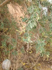 Nicotiana glauca