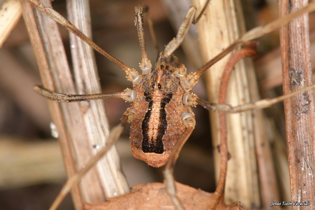 Odiellus seoanei