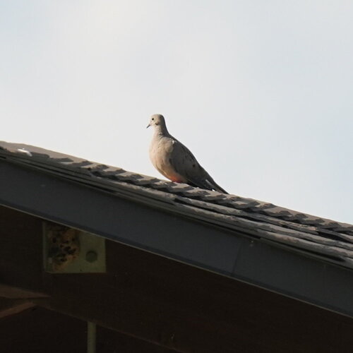 Mourning Dove photographed in Iowa