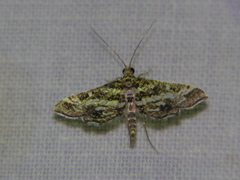 Diasemiopsis ramburialis