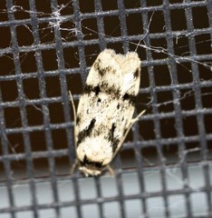 Barea basigramma