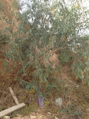 Nicotiana glauca
