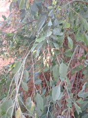 Nicotiana glauca