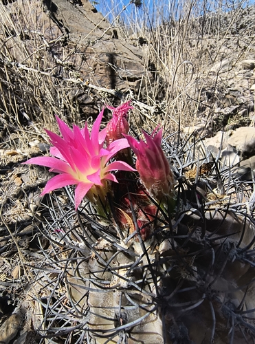 Eriosyce clavata