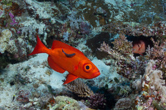 Priacanthus hamrur