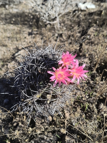 Eriosyce clavata