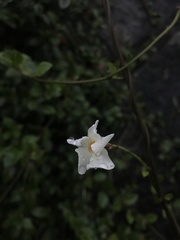 Trachelospermum jasminoides