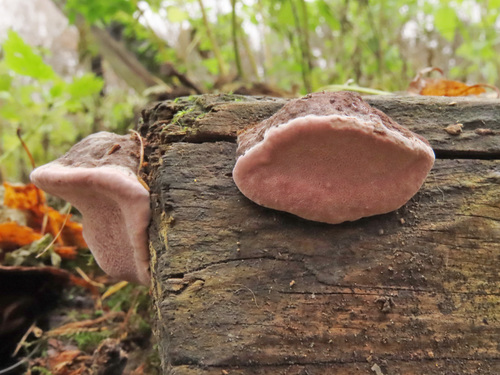 Fomitopsis rosea